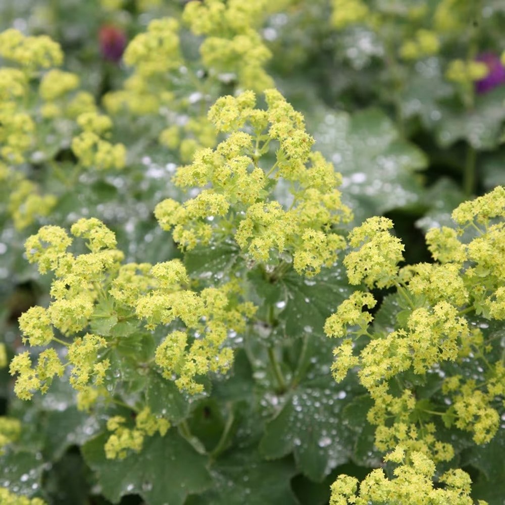 <i>Pollyanna’s classic</i> 'cottage alba amethyst combination'