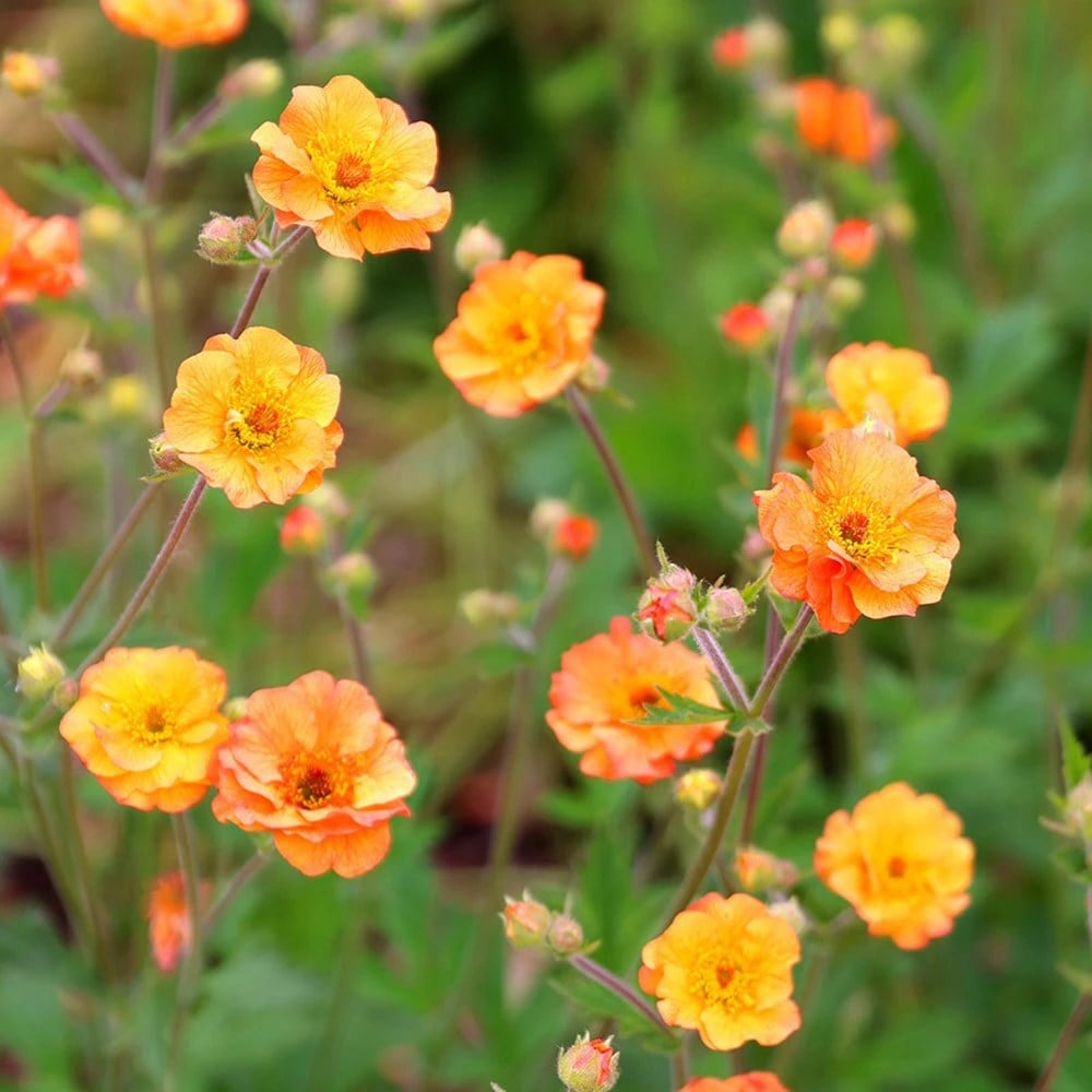 Pollyanna’s classic cottage apricot combination