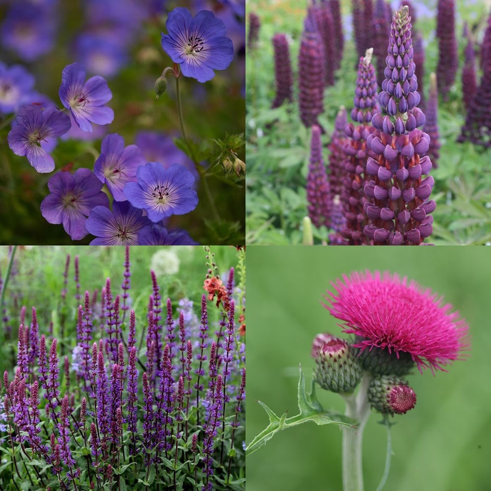 Cottage garden showstoppers mini-border collection