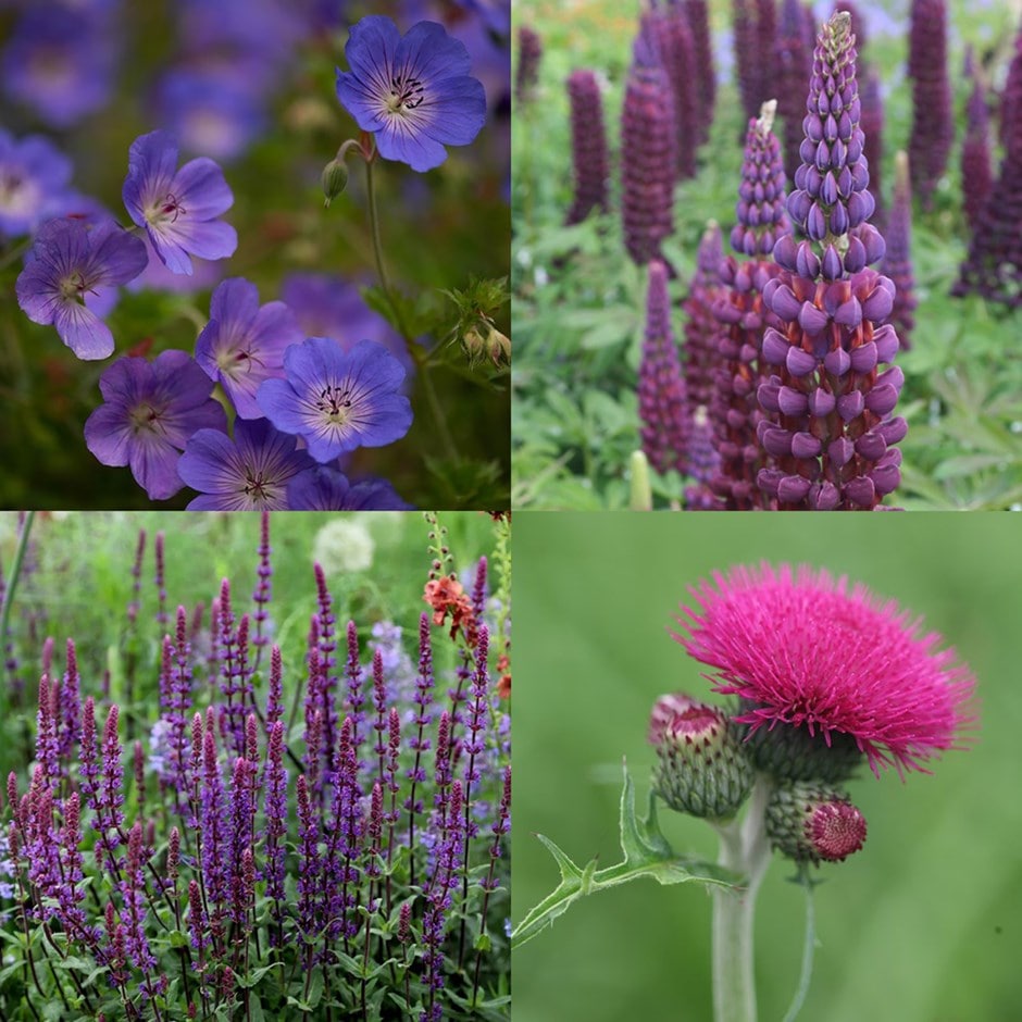 Cottage garden showstoppers mini-border collection