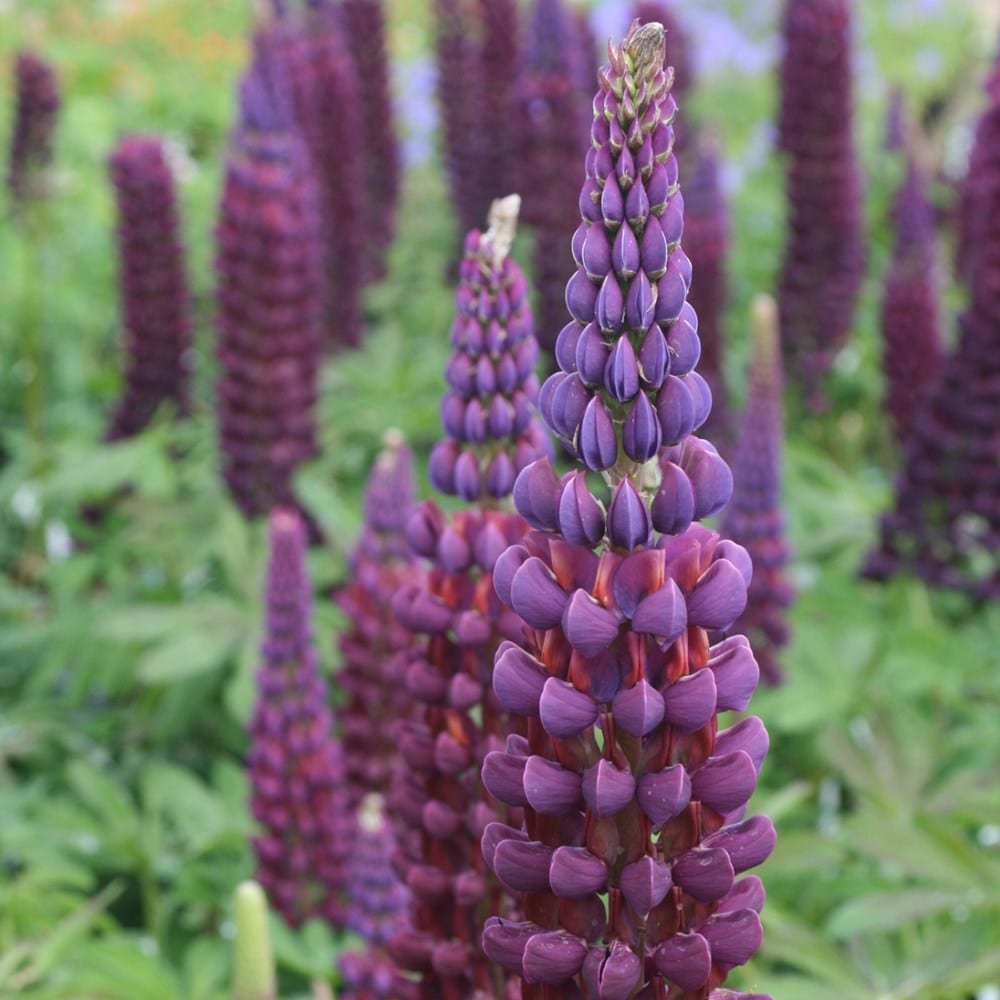 Cottage garden showstoppers mini-border collection