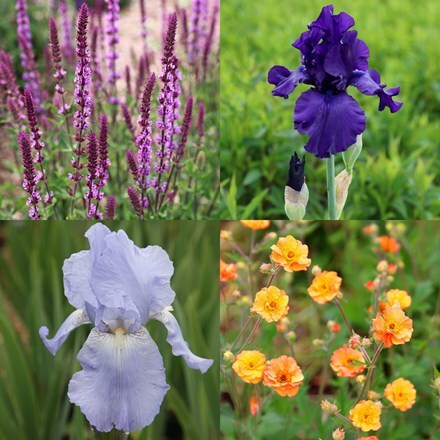 Pollyanna’s classic cottage favourite irises  combination
