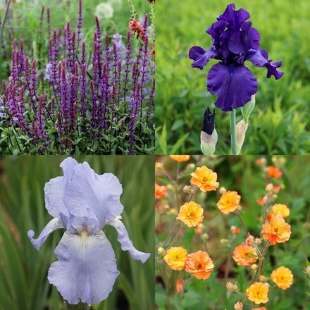 Pollyanna’s classic cottage favourite irises  combination