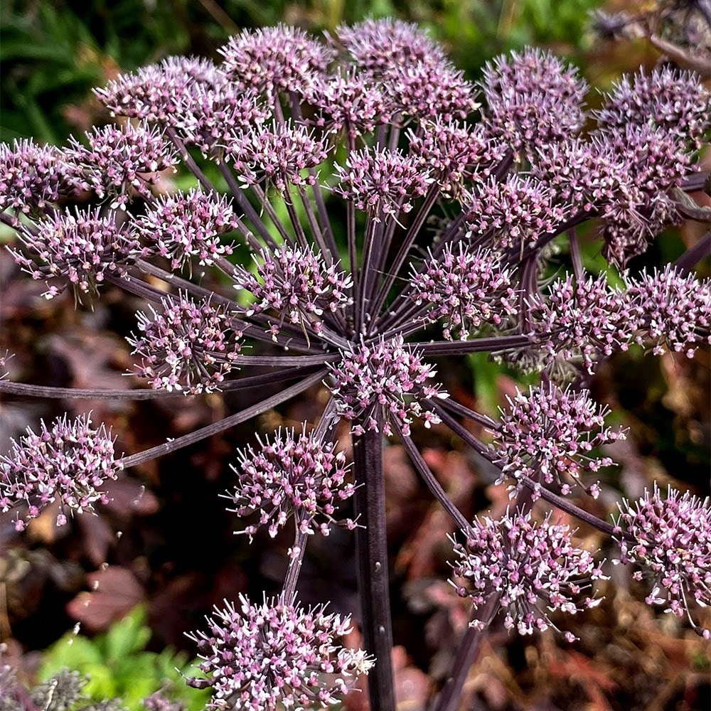 <i>Angelica sylvestris</i> 'Vicar's Mead'