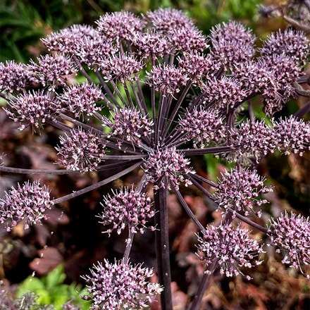 Angelica sylvestris Vicar's Mead