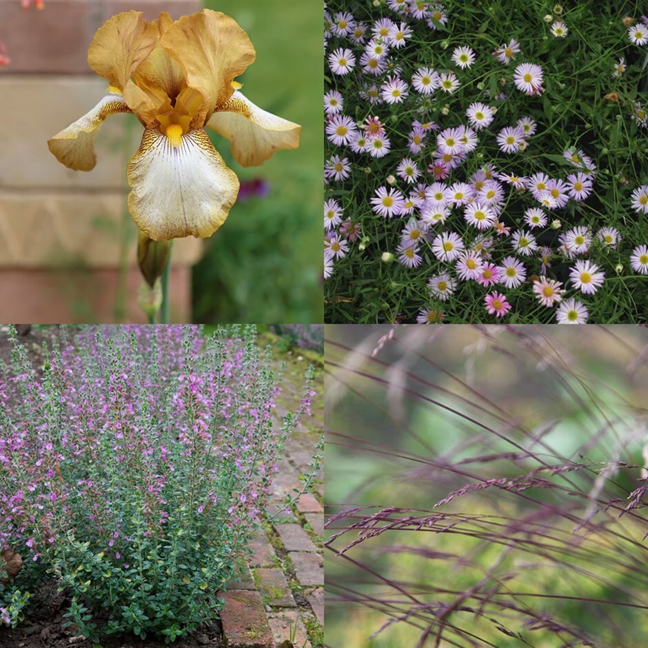 <i>Sarah's Chelsea</i> 'lavender susan combination'