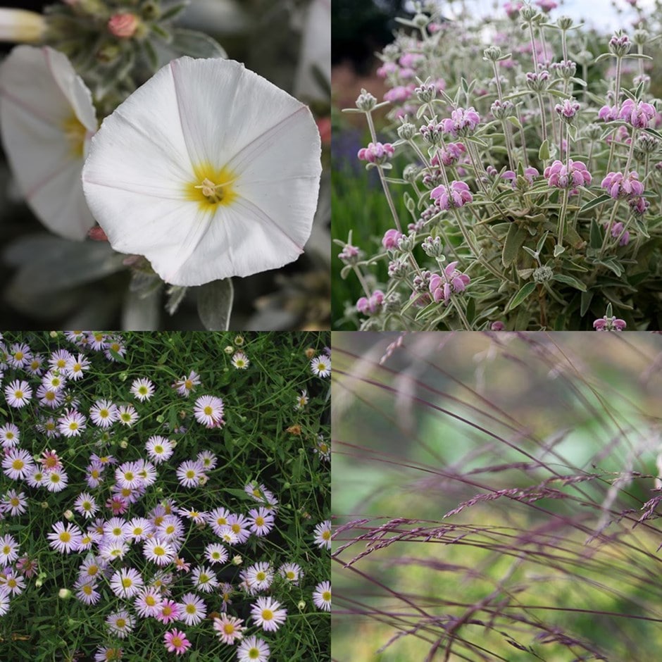 <i>Sarah's Chelsea</i> 'lavender & white combination '