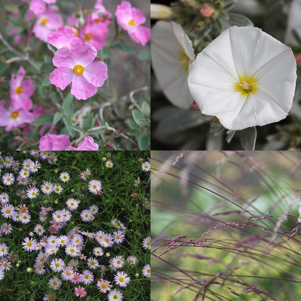 <i>Sarah's Chelsea</i> 'pink & silver combination'