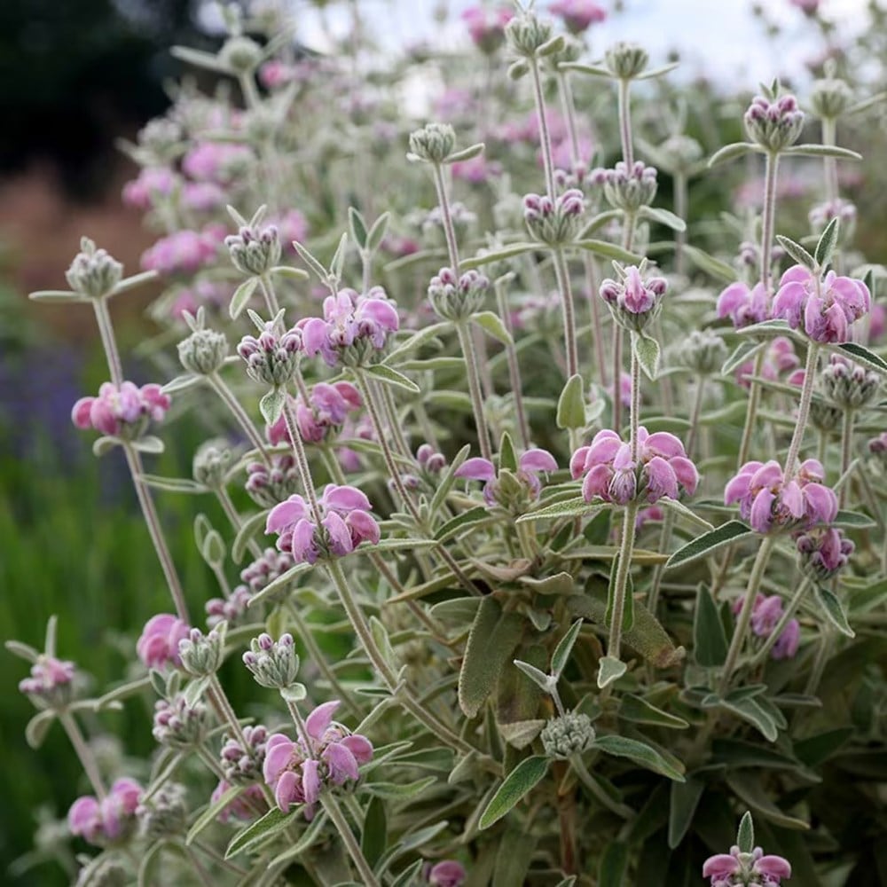 <i>Sarah's Chelsea</i> 'pink & lavender combination'