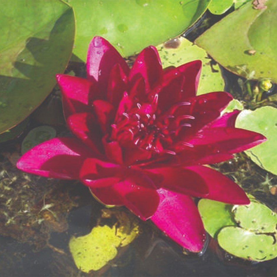 <i>Nymphaea</i> 'Burgundy Princess'