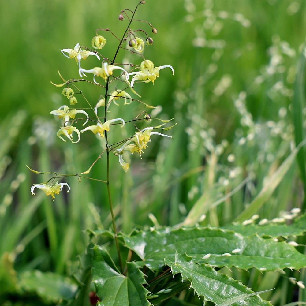 <i>Epimedium</i> 'Spine Tingler'