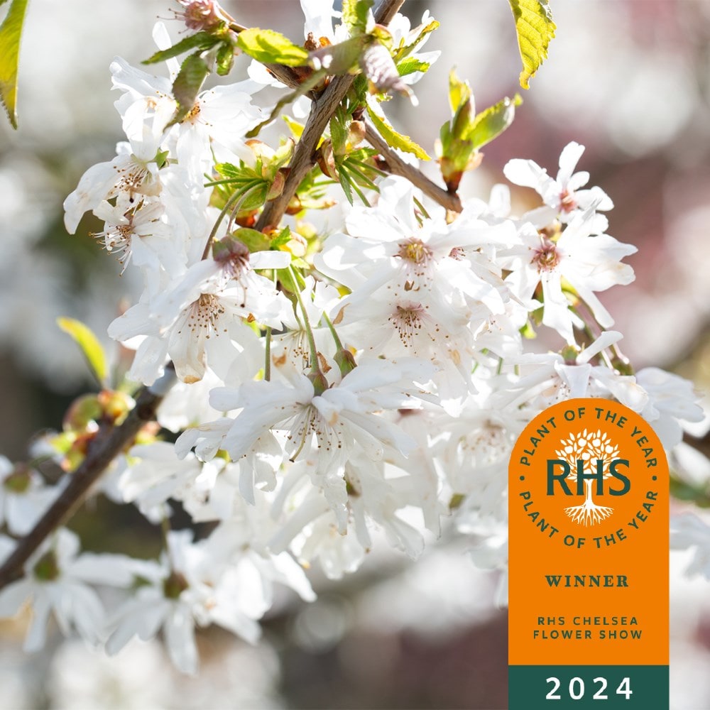 <i>Prunus</i> 'Starlight'