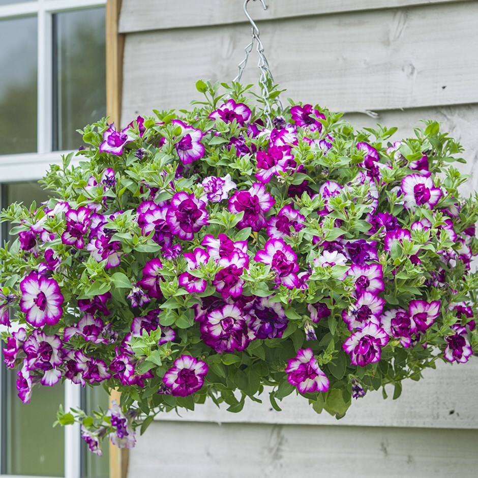 petunia