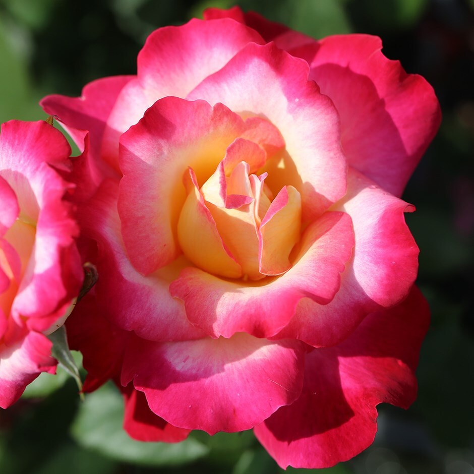 Rose of the Year 2025 - rose You're My Everything (hybrid tea)