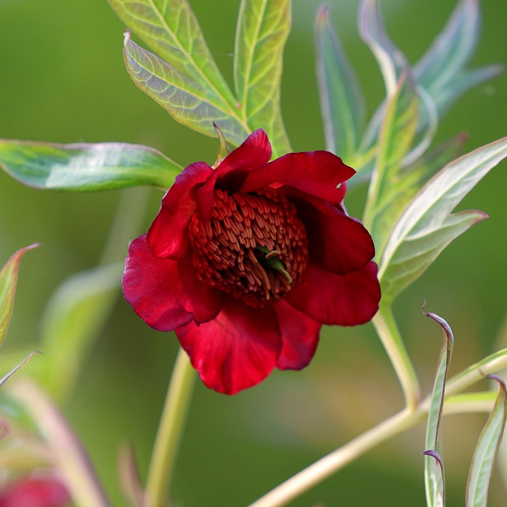 Product options image