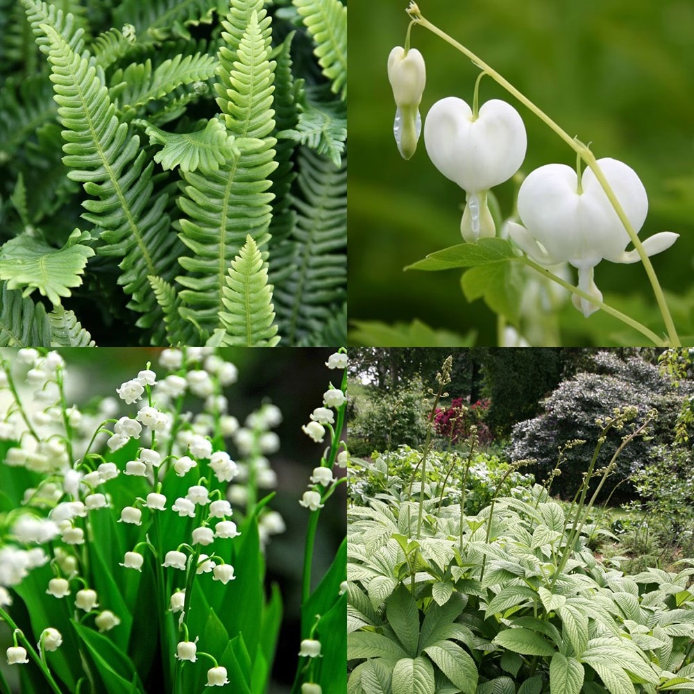 <i>Tom's Chelsea</i> 'Woodland Sanctuary collection 'Texture & form''