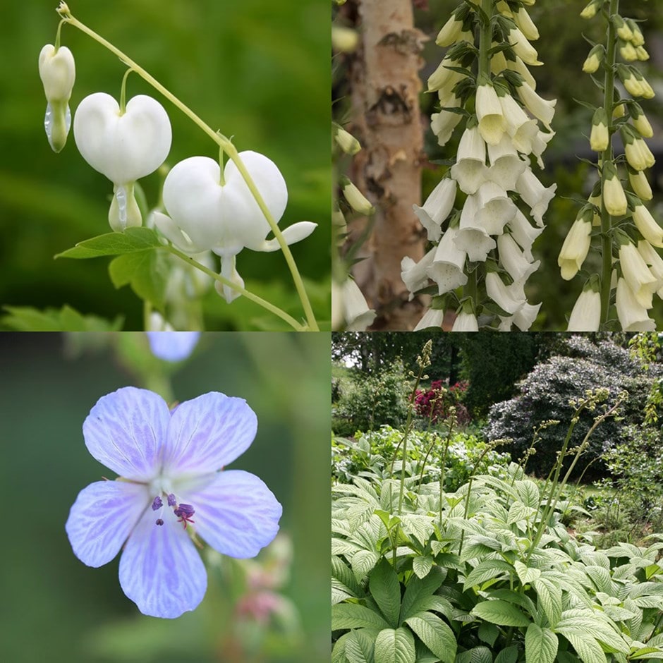 <i>Tom's Chelsea</i> 'Woodland Sanctuary collection 'Cool & calm''