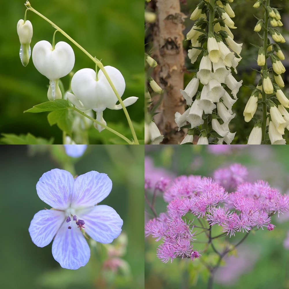 <i>Tom's Chelsea</i> 'Woodland Sanctuary collection 'Delicate colour''