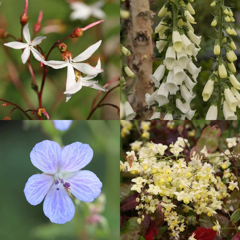 <i>Tom's Chelsea</i> 'Woodland Sanctuary collection 'Textural tones''