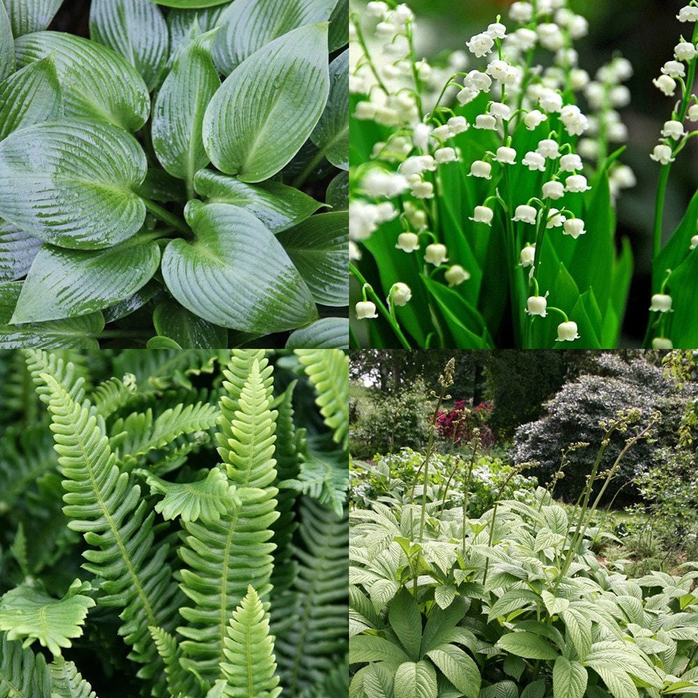 <i>Tom's Chelsea</i> 'Woodland Sanctuary collection 'Lush shade''