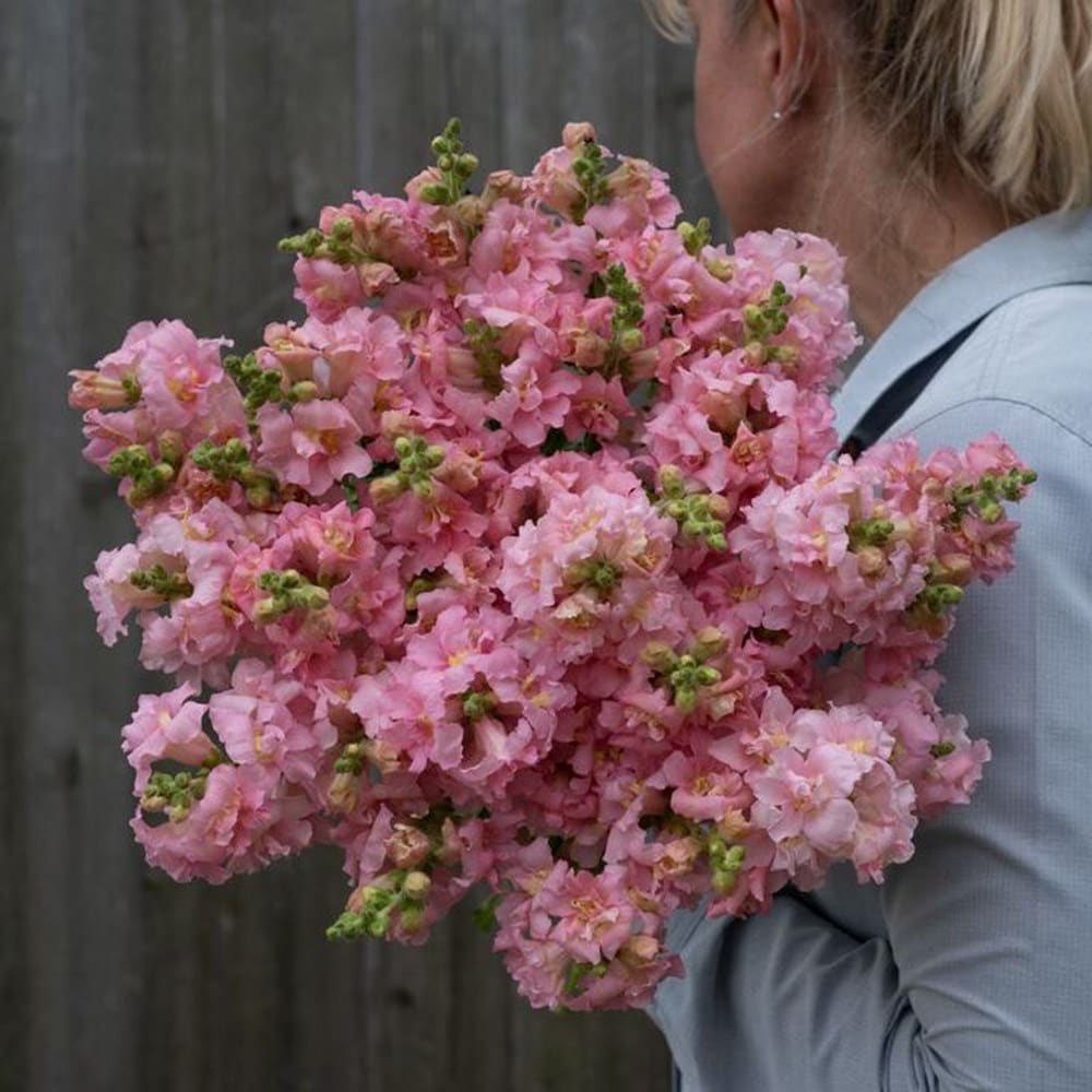 Product options image