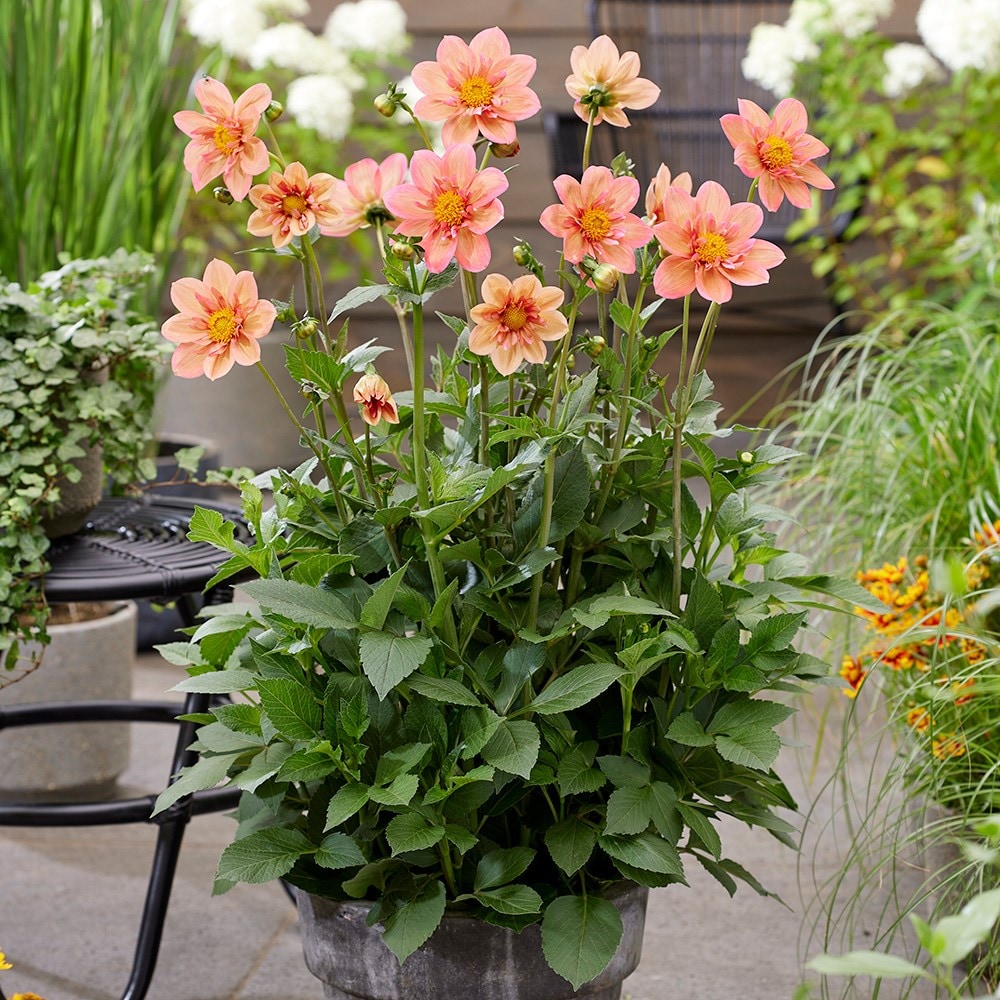 Product options image