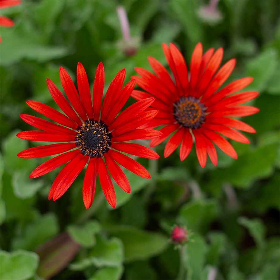 African daisy