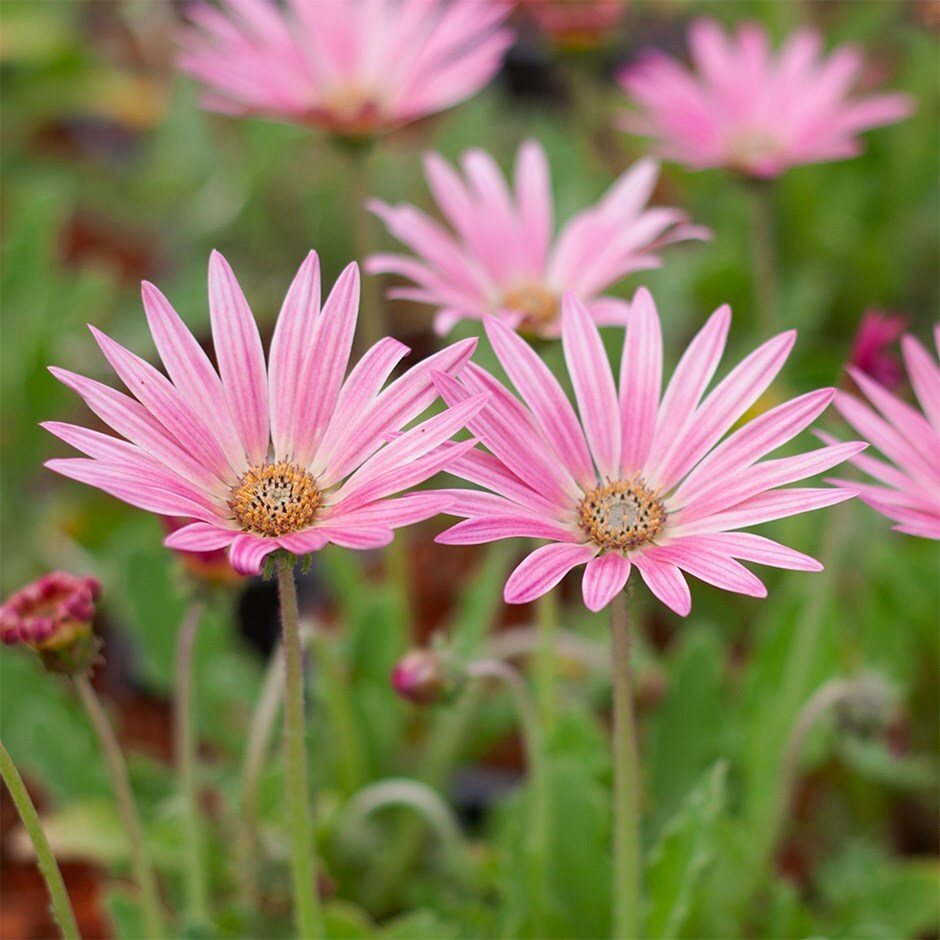 African daisy