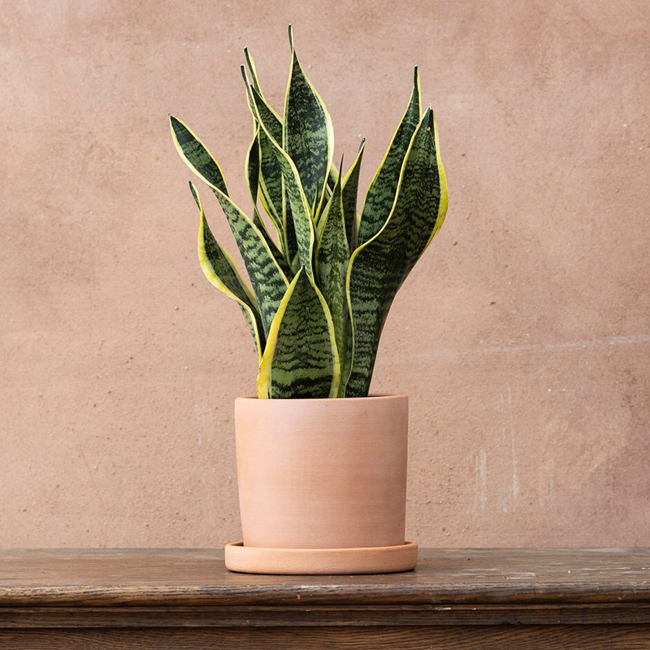mother-in-law's tongue or variegated snake plant