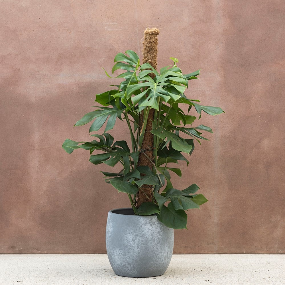 Product options image