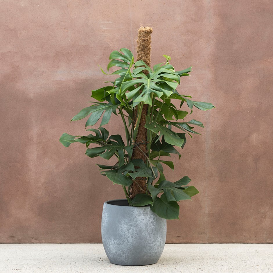 swiss cheese plant ( syn. Monstera pertusum )