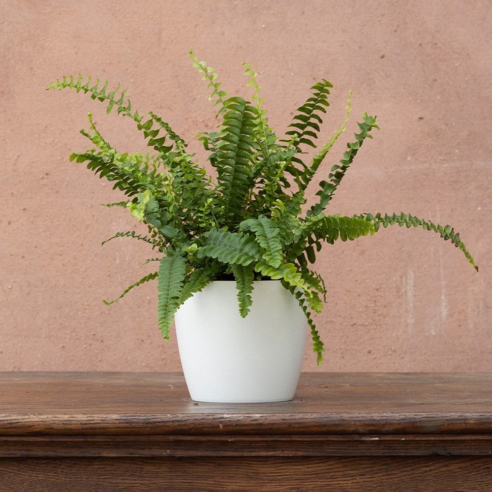 Product options image