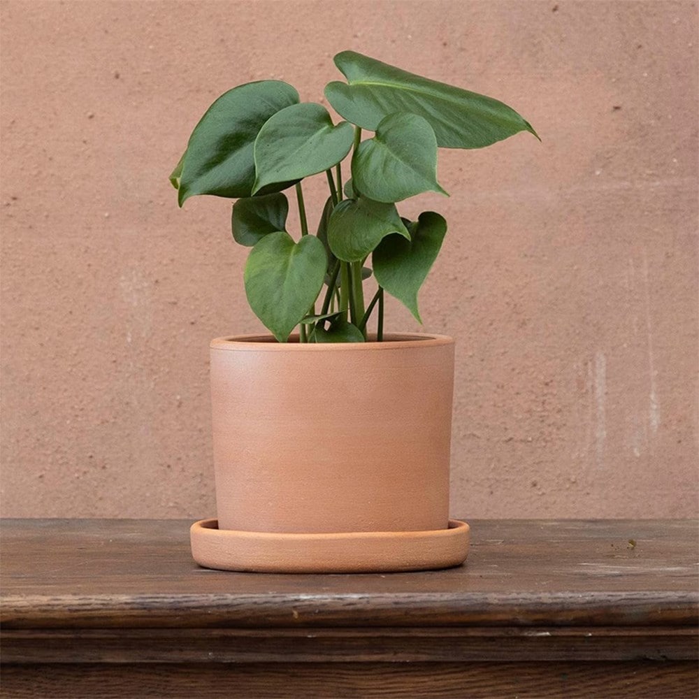 Product options image