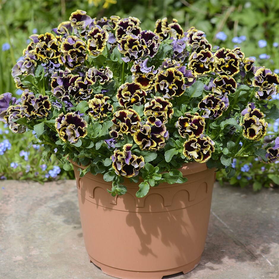 pansy (syn. Viola × wittrockiana)