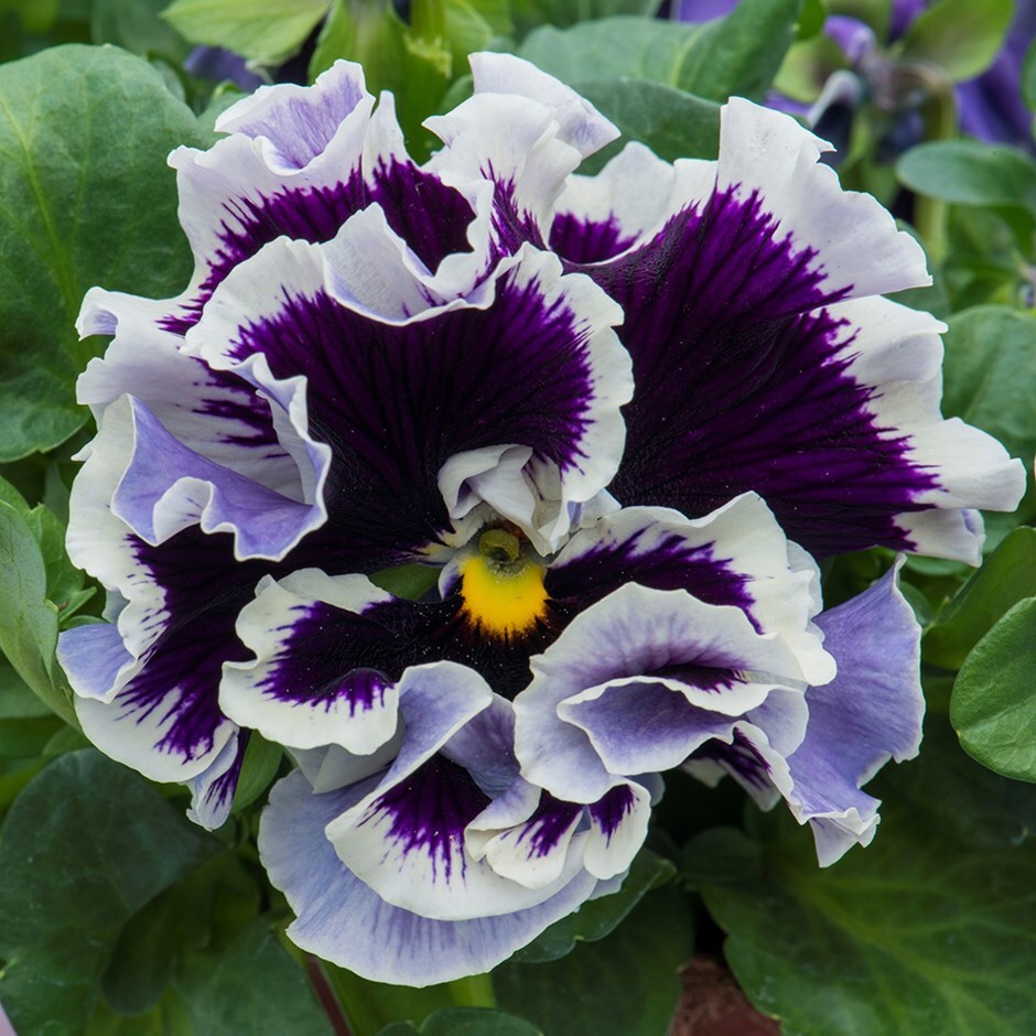pansy 'Ruffles Purple White Rim'