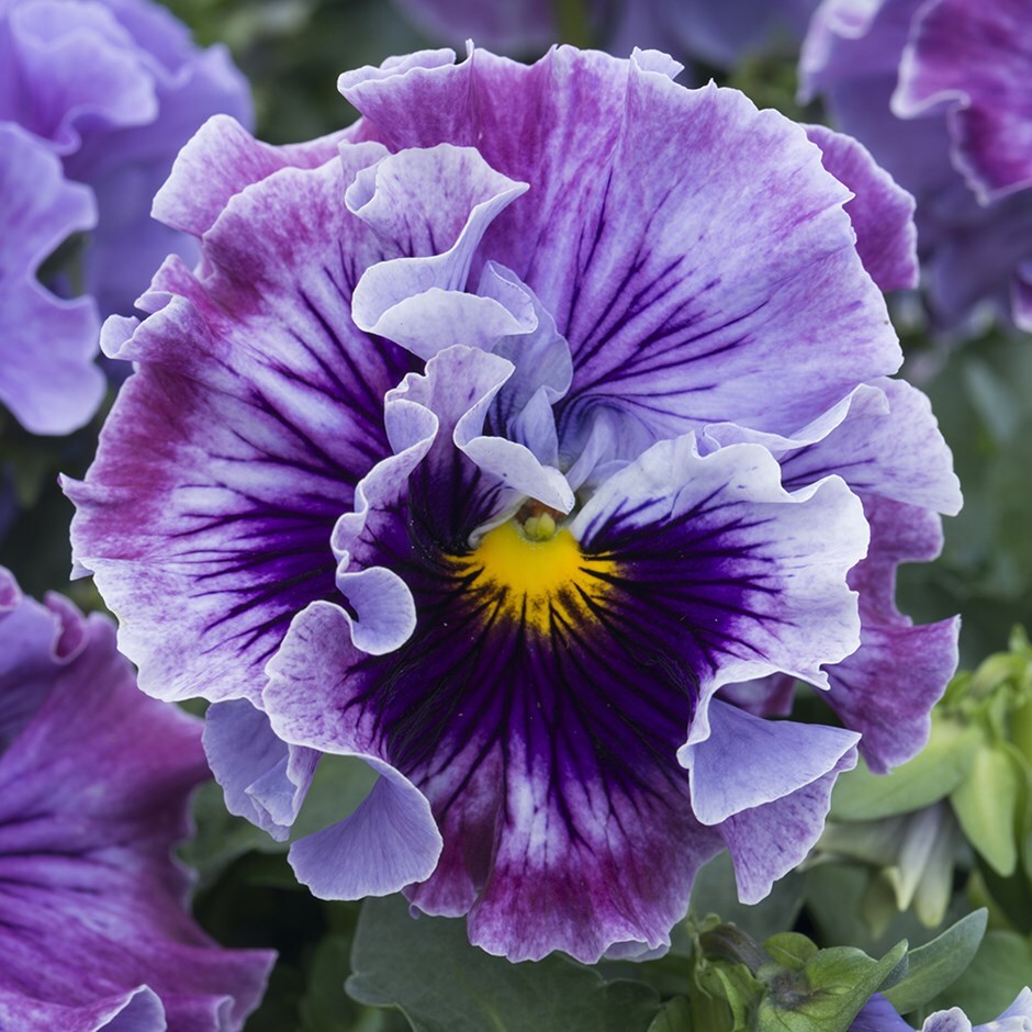 pansy (syn. Viola × wittrockiana)