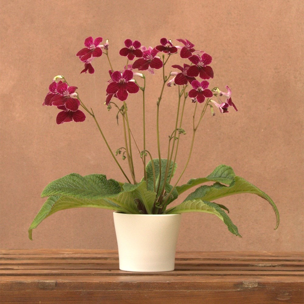 <i>Streptocarpus</i> 'Leah' & ceramic pot cover