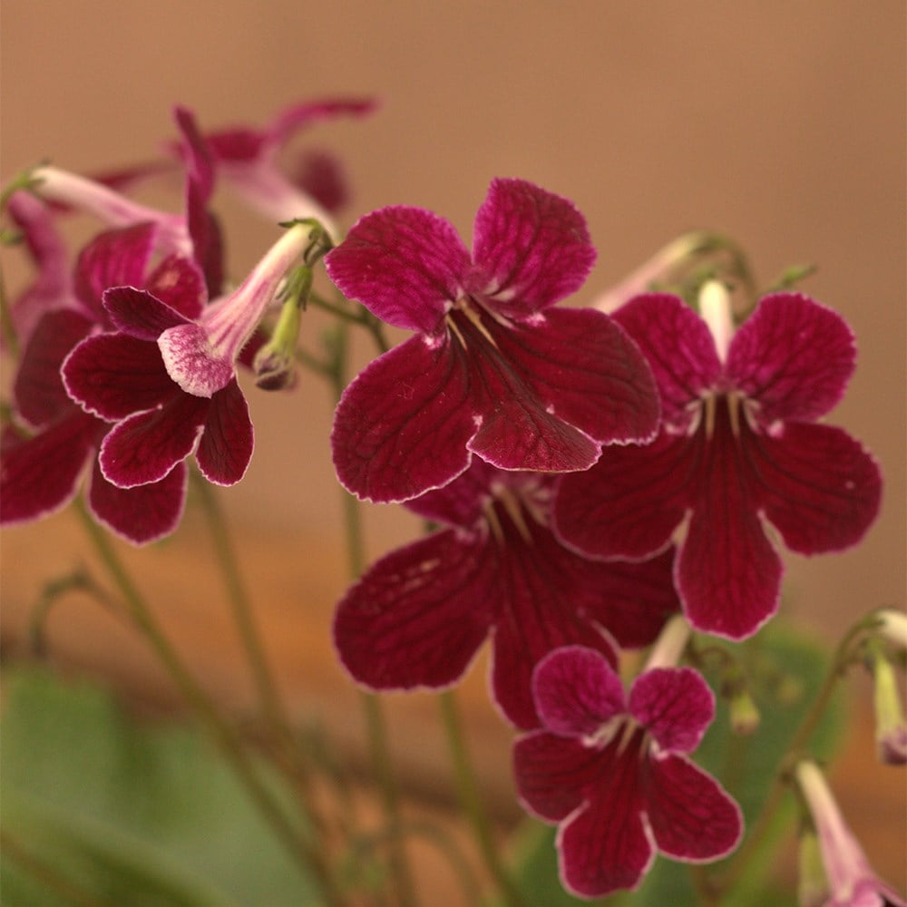 <i>Streptocarpus</i> 'Leah' & ceramic pot cover