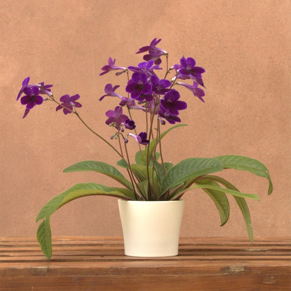 Product options image