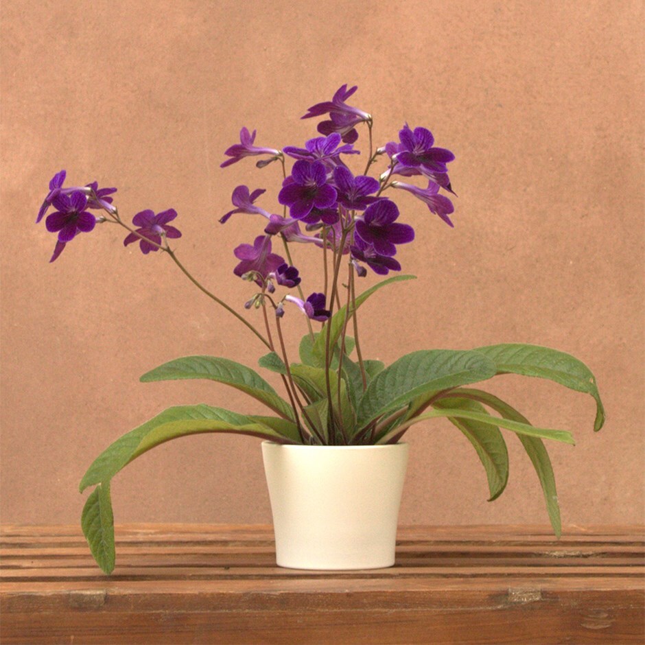 cape primrose