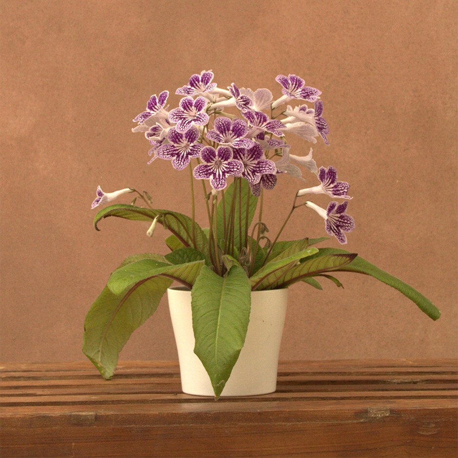 cape primrose