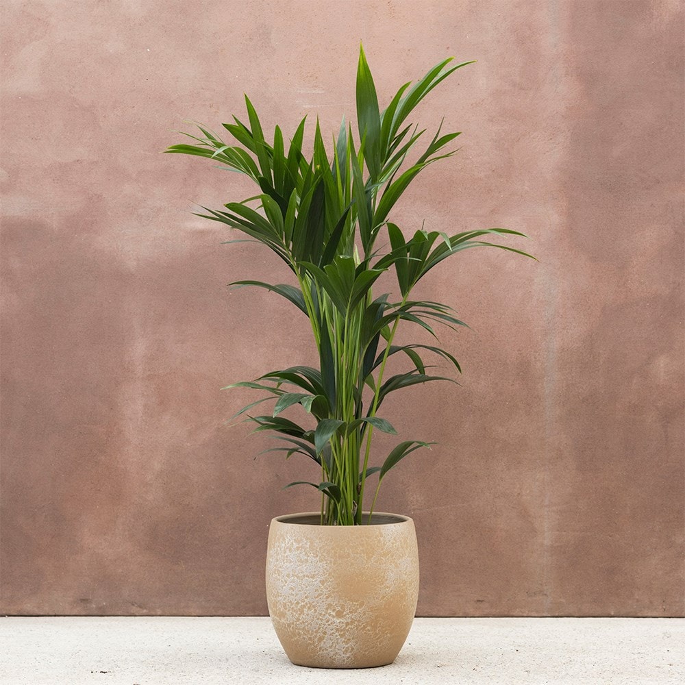 Product options image