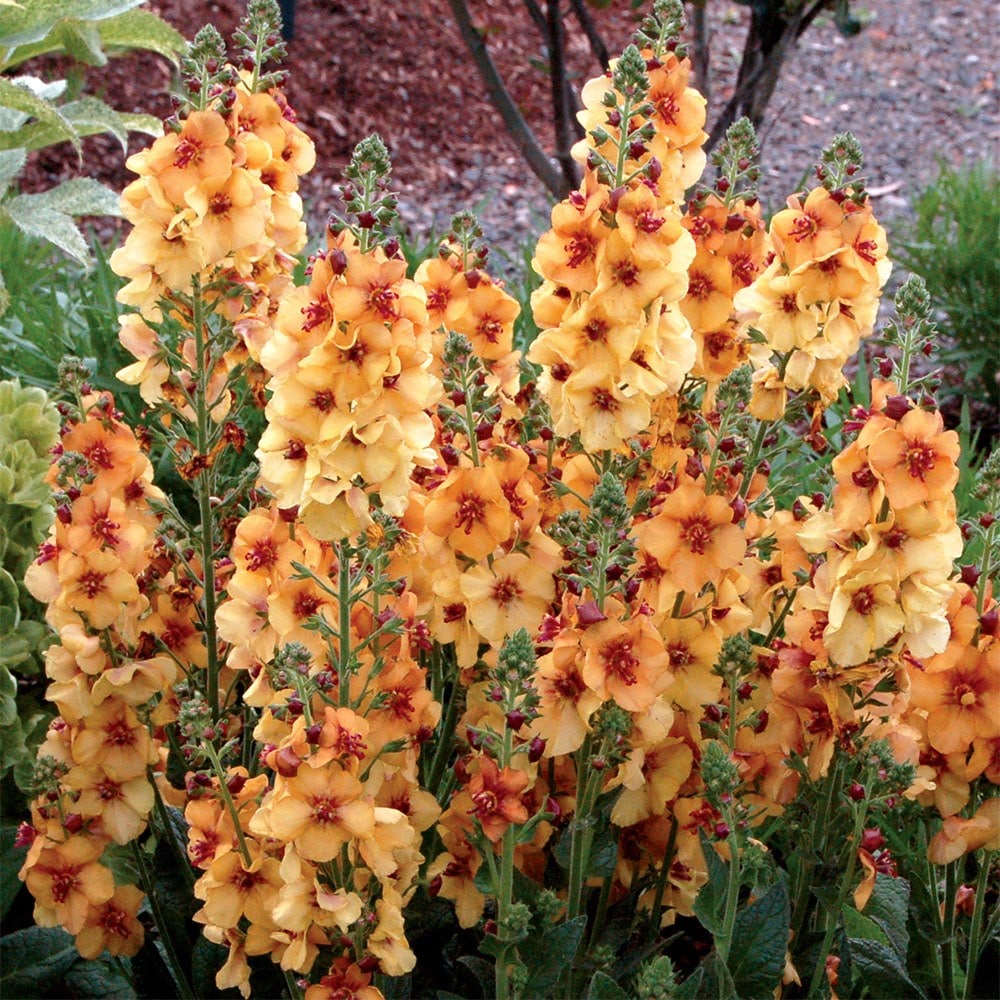 Product options image