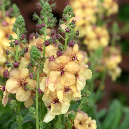 Verbascum Honey Dijon