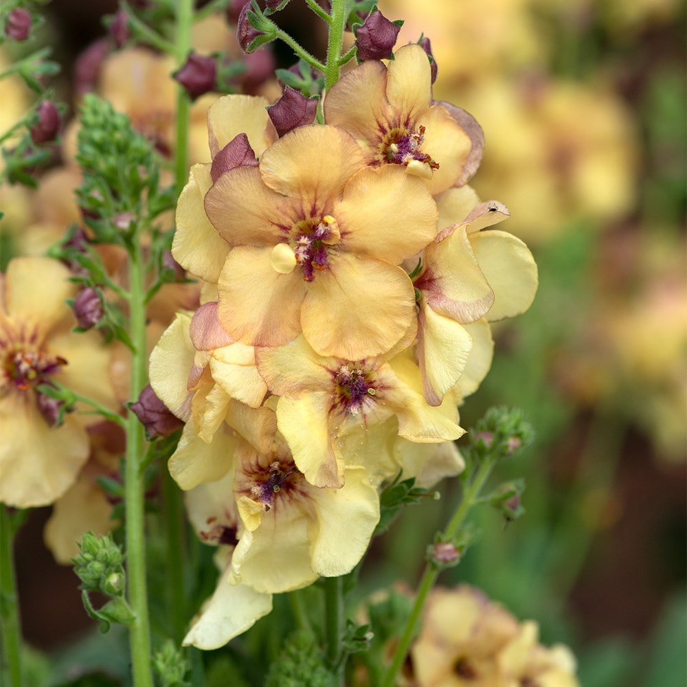 <i>Verbascum</i> 'Honey Dijon'