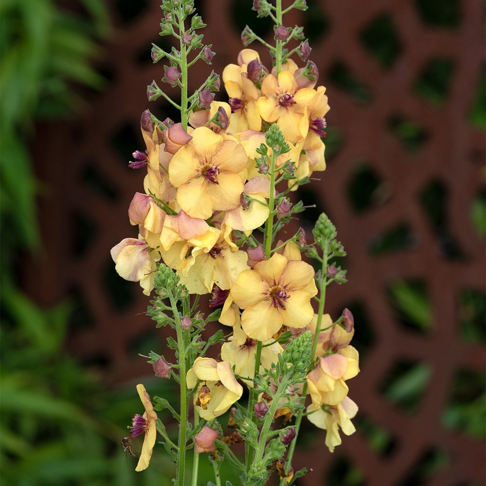 <i>Verbascum</i> 'Honey Dijon'