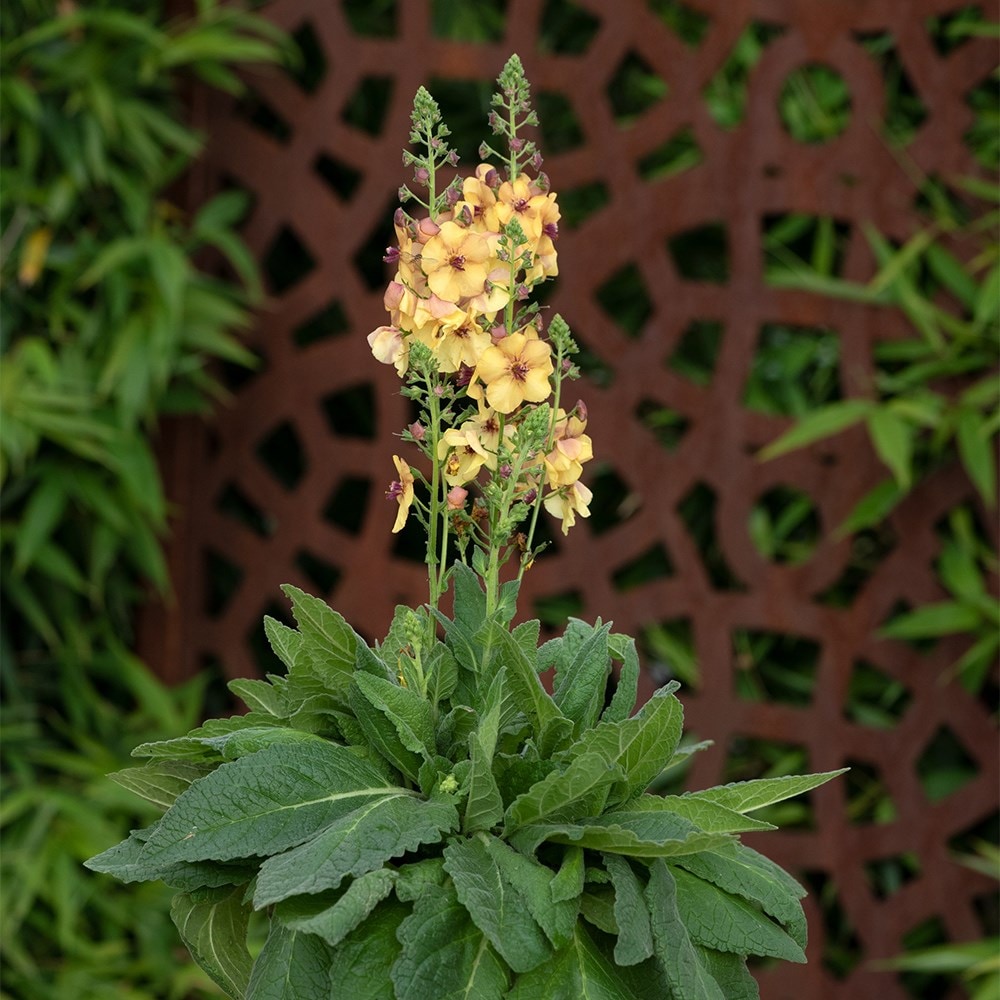 <i>Verbascum</i> 'Honey Dijon'