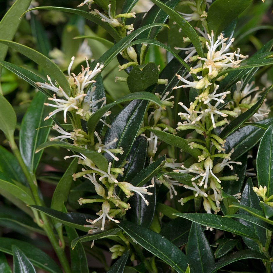 <i>Sarcococca ruscifolia</i> var. <i>chinensis</i> 'Dragon Gate'