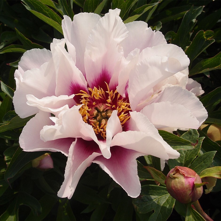 <i>Paeonia</i> 'Cora Louise'