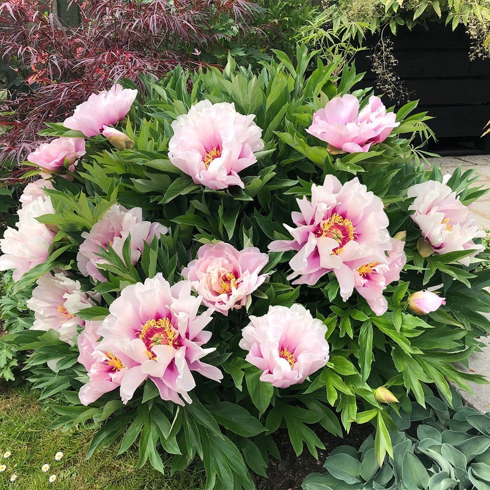 <i>Paeonia</i> 'Cora Louise'